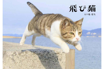 『飛び猫』写真展が開催！「春の飛び猫写真展　全国巡回」栃木・福島・京都の3都市で！ 画像