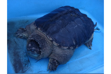 ココリコ・田中と鈴木奈々がカミツキガメの捕獲に挑戦! 画像