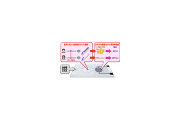 松下電器産業、DNA配列から個人の体質を電気的に識別する技術を開発 画像