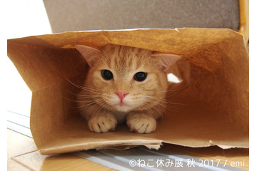 「ねこ休み展 秋 2017」の開催が決定!新作も多数展示 画像