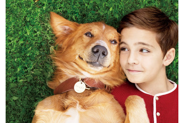 犬と人間のラブストーリー、映画『僕のワンダフル・ライフ』特別映像が公開! 画像