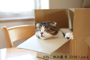 26日から開催!「ねこ休み展 冬 2018」の詳細が明らかに 画像