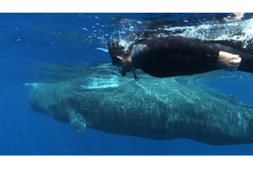 的場浩司、立って眠るマッコウクジラとのゲキレア2ショット撮影に挑戦 画像