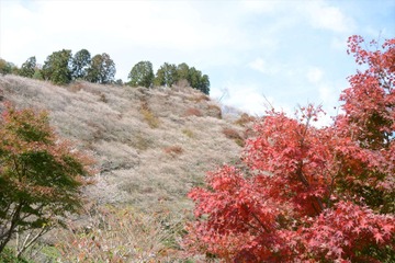 桜と紅葉の奇跡の競演!自然、歴史、グルメ…“映える”スポット満載の愛知旅 画像