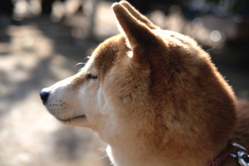 ドラマ＆映画『柴公園』、愛くるしい柴犬写真が大量公開！ 画像