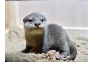 サンシャイン水族館、1月16日からコツメカワウソの赤ちゃんを一般公開 画像