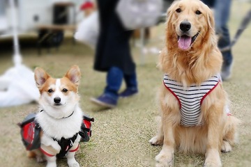 【ワンコとお出かけ Vol.39】今年最初の「58ロハスマルシェ」に行ってきた!【後編】 画像