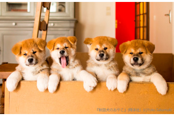 貴重な秋田犬の赤ちゃん写真も!「秋田犬のおやこ」写真展が開催 画像