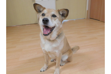 看取り犬・文福が人の命に寄り添う 老人ホーム舞台のノンフィクション作復刊 画像
