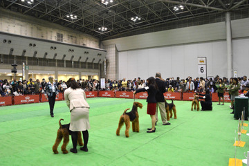 日本最大規模のドッグショーが大阪で開催 画像