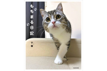 YouTube総再生5億回!猫のフォトブック『もちまる日記』オリコン「写真集」ジャンル1位に 画像