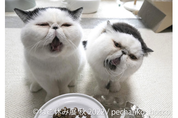 「ねこ休み展」秋の新作展が名古屋で17日から開催 画像