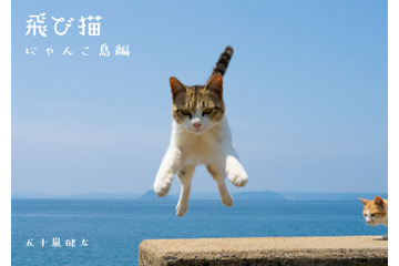 猫たちの島暮らしを収録した 「飛び猫　にゃんこ島編」が発売決定 画像