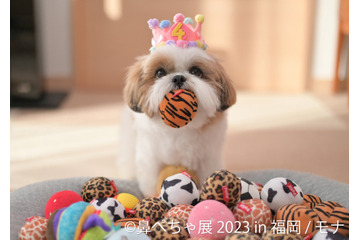 鼻ぺちゃ犬の写真＆物販店「鼻ぺちゃ展」が2023年も開催決定 画像
