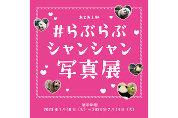 上野動物園のジャイアントパンダ「#らぶらぶシャンシャン写真展」開催決定! 画像