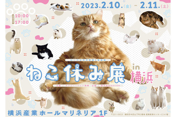猫の祭典「ねこ休み展」が2年ぶりに横浜上陸! 画像