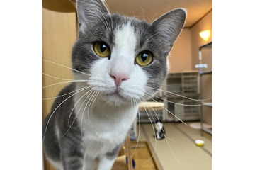 全国の宿、自慢の“看板猫”ランキング発表!1位は膝の上に乗って甘える男の子 画像