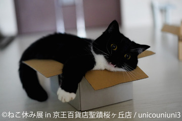 7月に「ねこ休み展」が多摩初上陸!スター猫たちの最新作が展示 画像