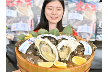 鳥取の天然岩ガキ「夏輝」シーズン到来!プレミアムな「砂丘の誉」も 画像