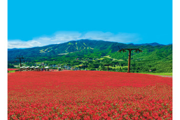 岐阜に高原リゾート「ひるがのピクニックガーデン」が期間限定オープン 画像