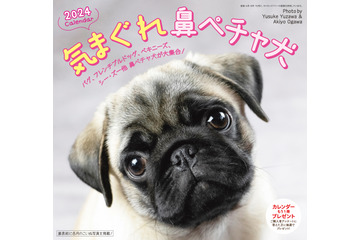 鼻ペチャ犬好き注目！「気まぐれ鼻ペチャ犬カレンダー」が新発売 画像