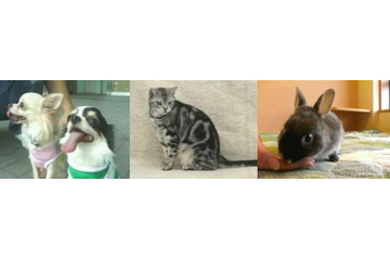 BIGLOBE、「ペットいっぱい！」で子犬や子猫の映像を配信 画像