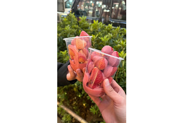 生チョコ×高級イチゴ!海外で話題の“苺チョコ”専門店が原宿にオープン 画像