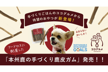 愛犬の口腔ケアに!本州鹿を使った犬用デンタルガムが予約販売開始 画像
