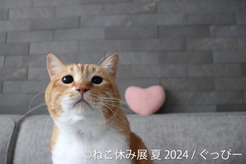 今夏もねこまみれに！8月から「ねこ休み展」夏の本祭が開催 画像