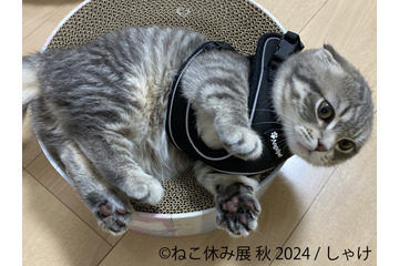 秋の新作満載!ねこの祭典「ねこ休み展」が名古屋に上陸 画像