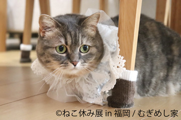 癒しの年末年始を!「ねこ休み展」2年ぶりに福岡で開催 画像