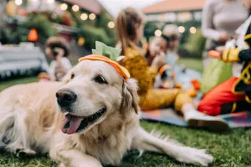 愛犬と楽しむ4日間！「Happy！ワン Daysフェスタ」那須で5月31日より開催 画像