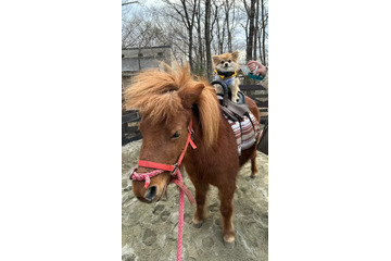 愛犬と楽しむポニー乗馬体験！ホテルフォレストヒルズ那須のドッグパークにて新サービス開始 画像