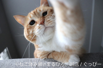 かわいい猫の表情に癒される!人気猫クリエイター集結の写真展「ねこ休み展」川越で開催 画像