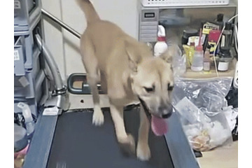 韓国人の異常配信が物議　“ピアス犬”をランニングマシンで3時間走らせ投げ銭受け取り 画像