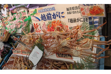 福井県産「越前がに」を“水揚げ当日”に首都圏へ配送！11月29日に東京・埼玉・千葉のイオンで限定販売 画像
