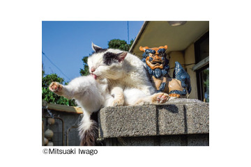 NHK「世界ネコ歩き」で有名な岩合光昭氏の写真展が開催！“ご当地ねこ”たちの約140点の写真が展示 画像