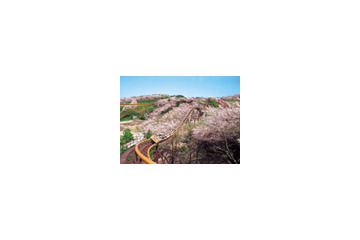 お花見＋アトラクションが楽しい！　期間限定の“お花見遊園地” 画像