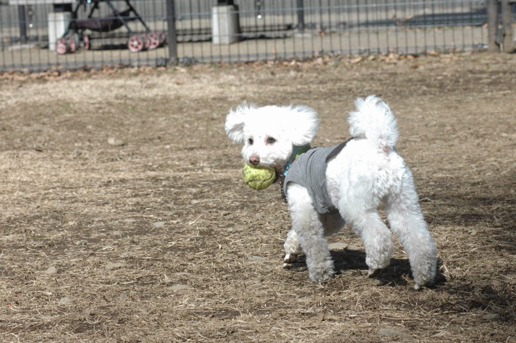 快適ペットライフ Vol おもちゃ の破片を飲み込んだ 動物病院の対処と診察料は Rbb Today