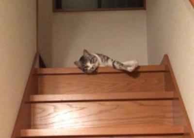 動画 ぐにゃぐにゃ階段を降りる猫さん Rbb Today