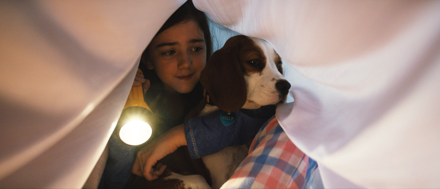 犬ベイリーの一途な姿描いた映画 僕のワンダフル ジャーニー 本編映像公開 Rbb Today 犬ベイリーの一途な姿描いた映画 僕のワンダフル ジャーニー 本編映像公開 Rbb Today