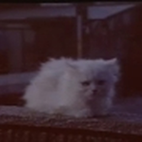 こんどは「白いねこ」だ!——ソフトバンクの新CM情報 画像