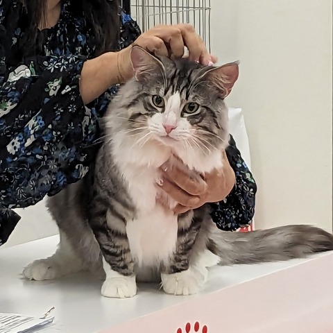 『JAPAN CAT SHOW 2023』200頭以上の猫集結!国内最大規模のキャットショーレポート! 画像