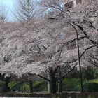 桜に一番自信を持ってる県は？ 画像