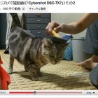 【コンパクトデジカメで猫動画 Vol.4】フルハイビジョンの猫（その1） 画像