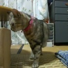 【コンパクトデジカメで猫動画 Vol.5】フルハイビジョンの猫（その2） 画像