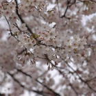 昨年より6日遅れで東京に桜、今週中に9割が開花 画像