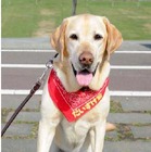 BSジャパン「新ペットの旅」で人気者の“旅犬”だいすけ君が急逝 画像