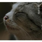 ネコ写真ブームの火付け役、岩合光昭「ちょっとネコぼけ」iPad版 画像