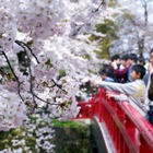 今年の花見、「仕事の付き合い」よりも「家族・友人」と楽しむ傾向強まる  画像